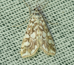 Elophila nymphaeata
