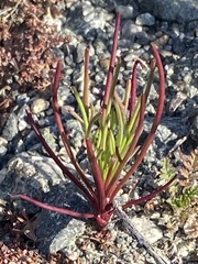 Chaenactis fremontii