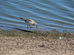 Calidris fuscicollis