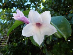 Cryptostegia grandiflora