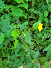 Malvaceae