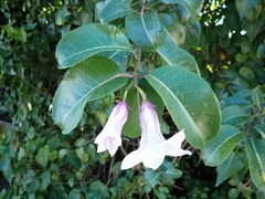 Cryptostegia grandiflora