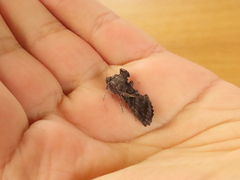 Ctenoplusia oxygramma