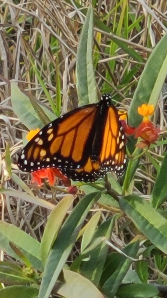 Monarch from Sarasota, FL 34240, USA on January 23, 2023 at 0446 PM by Don Abrams · iNaturalist