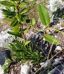 Smilax havanensis