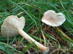Clitocybe