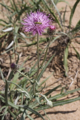 Chlorophorus varius