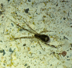 Episinus maculipes