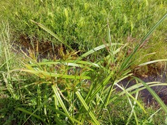Cyperus nutans