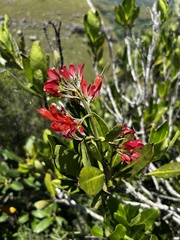 Alberta magna