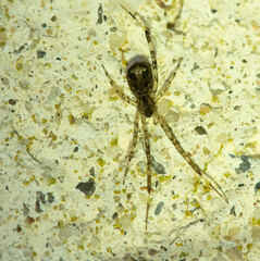 Episinus maculipes