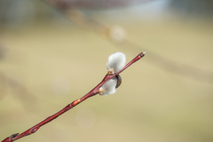 Salix daphnoides