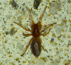 Dysderidae