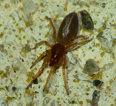 Dysderidae