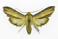 Cucullia lychnitis