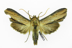 Cucullia lychnitis