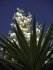 Yucca gigantea