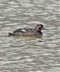 Tachyeres patachonicus