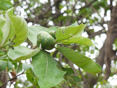Morinda pubescens