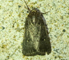 Caradrina germainii