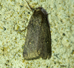 Caradrina germainii