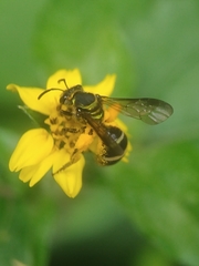 Neocorynura
