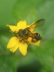 Neocorynura