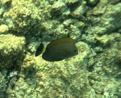 Acanthurus