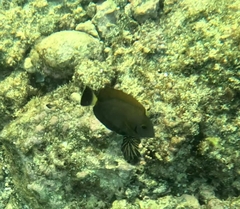 Acanthurus