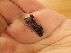 Ctenoplusia oxygramma