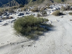 Ephedra californica
