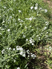 Cryptantha intermedia