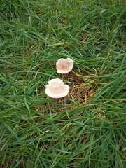 Clitocybe