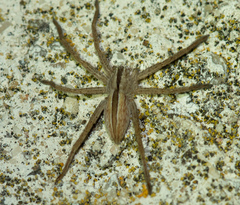 Micrommata