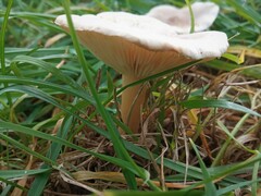 Clitocybe