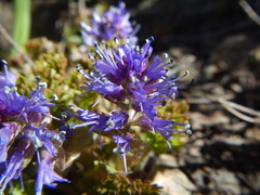Veronica paysonii