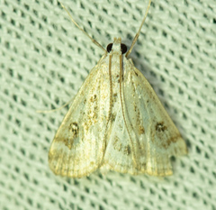 Parapoynx stratiotata