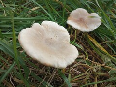 Clitocybe