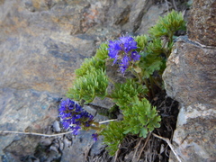 Veronica paysonii