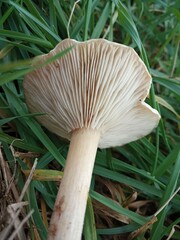 Clitocybe