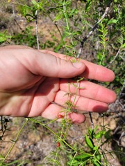 Asparagus cooperi