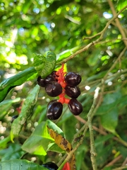 Sorocea