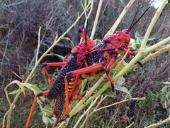 Phymateus morbillosus