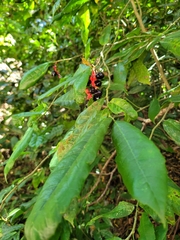 Sorocea