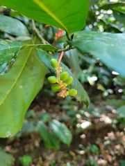 Sorocea