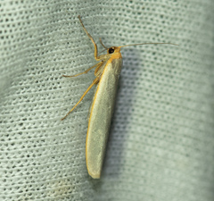 Eilema
