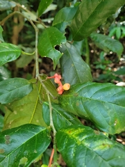 Sorocea