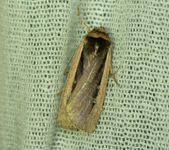 Ochropleura leucogaster