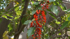 Erythrina