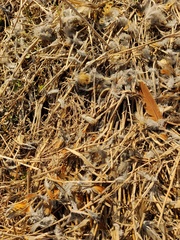 Bambusicola thoracicus